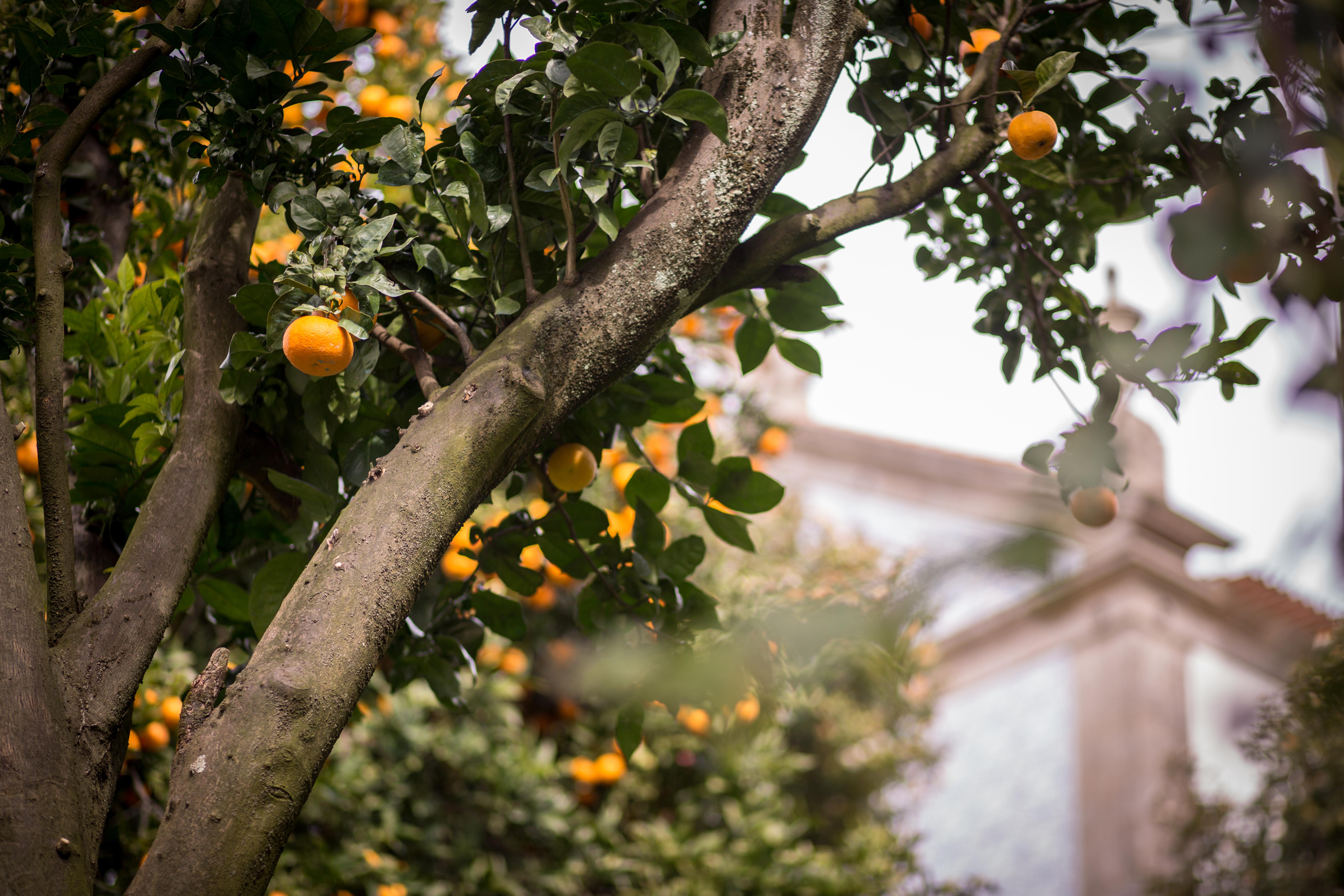 Quinta Sao Miguel De Arcos 호텔 Arcos  외부 사진